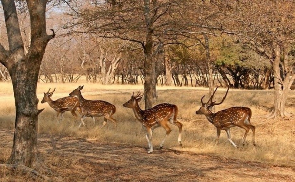 Welcome Taxi Services Jaisalmer Jaisalmer